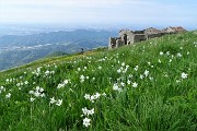 62 Contrasto...narcisi in fiore, costruzioni in rudere